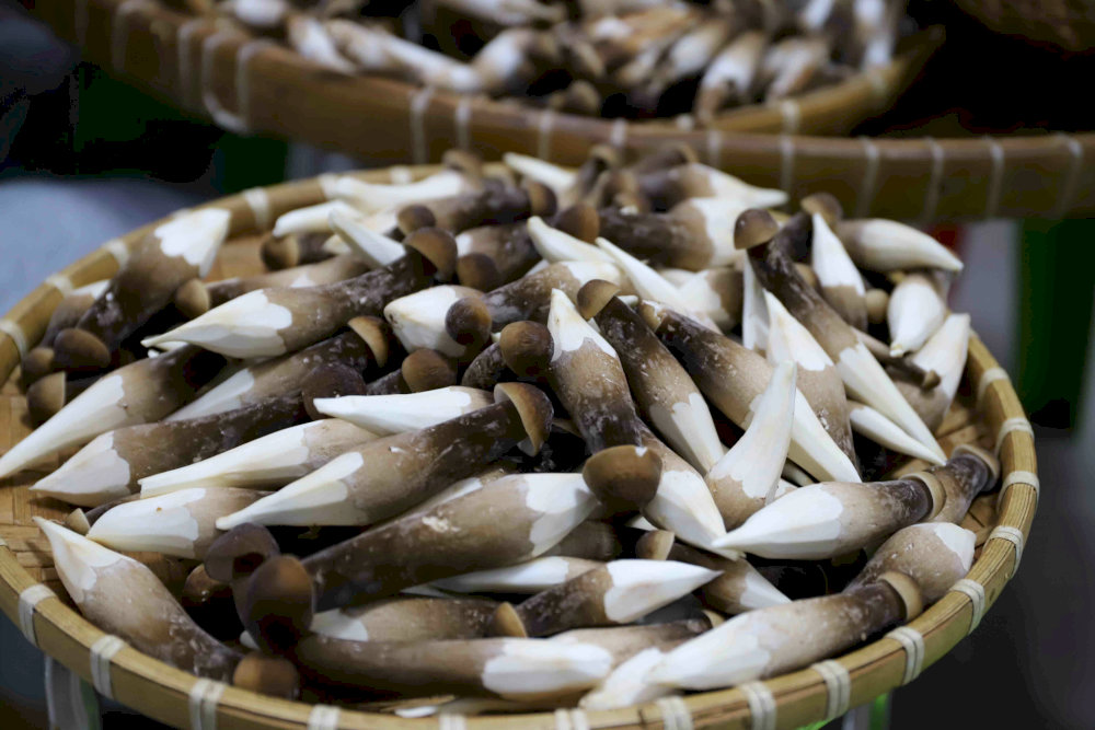 Nấm mối Đồng Nai
